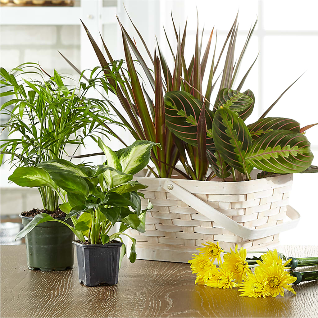 Florist Designed Blooming and Green Plants in a Basket – ANGEL'S FLOWERS AND GIFTS, San Jose CA
