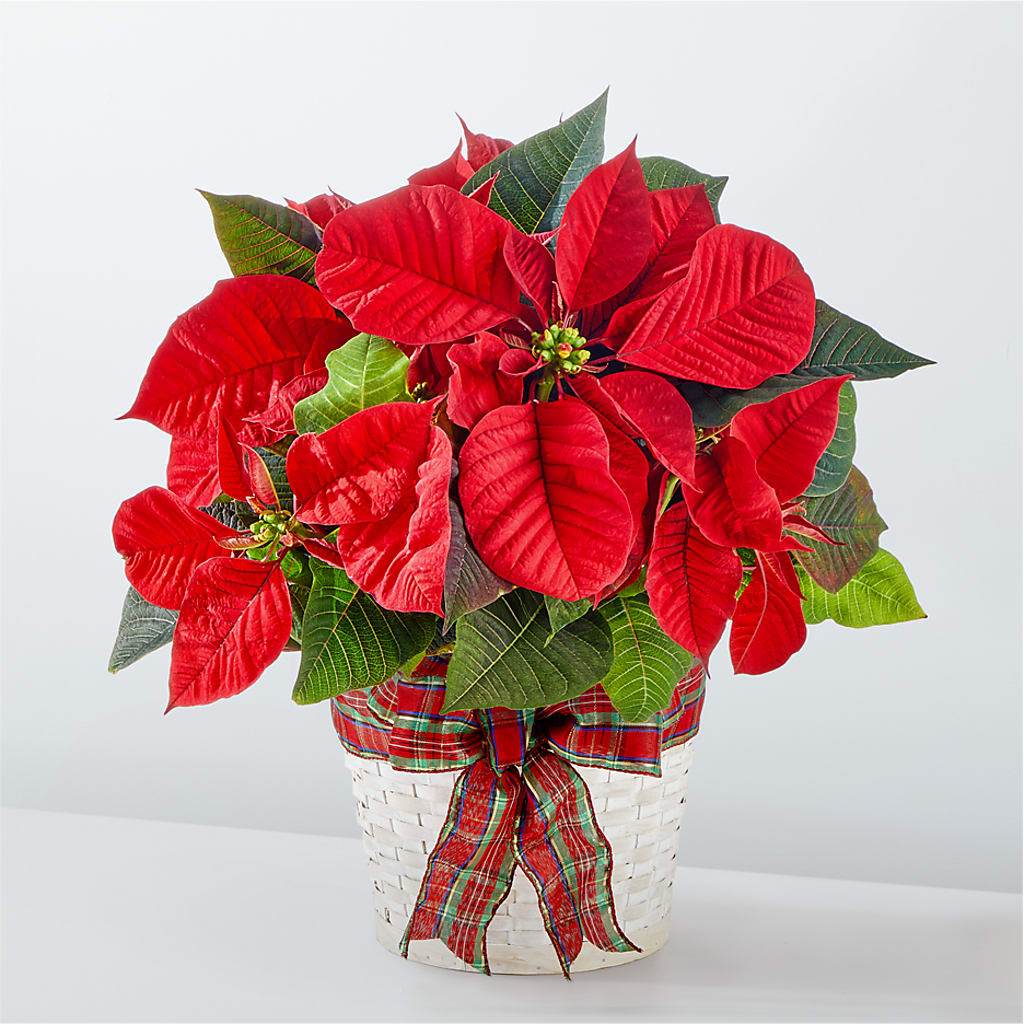 Happiest Holidays Poinsettia – ANGEL'S FLOWERS AND GIFTS, San Jose CA