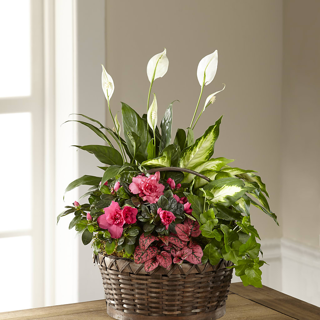 Dream in Pink Dishgarden – ANGEL'S FLOWERS AND GIFTS, San Jose CA