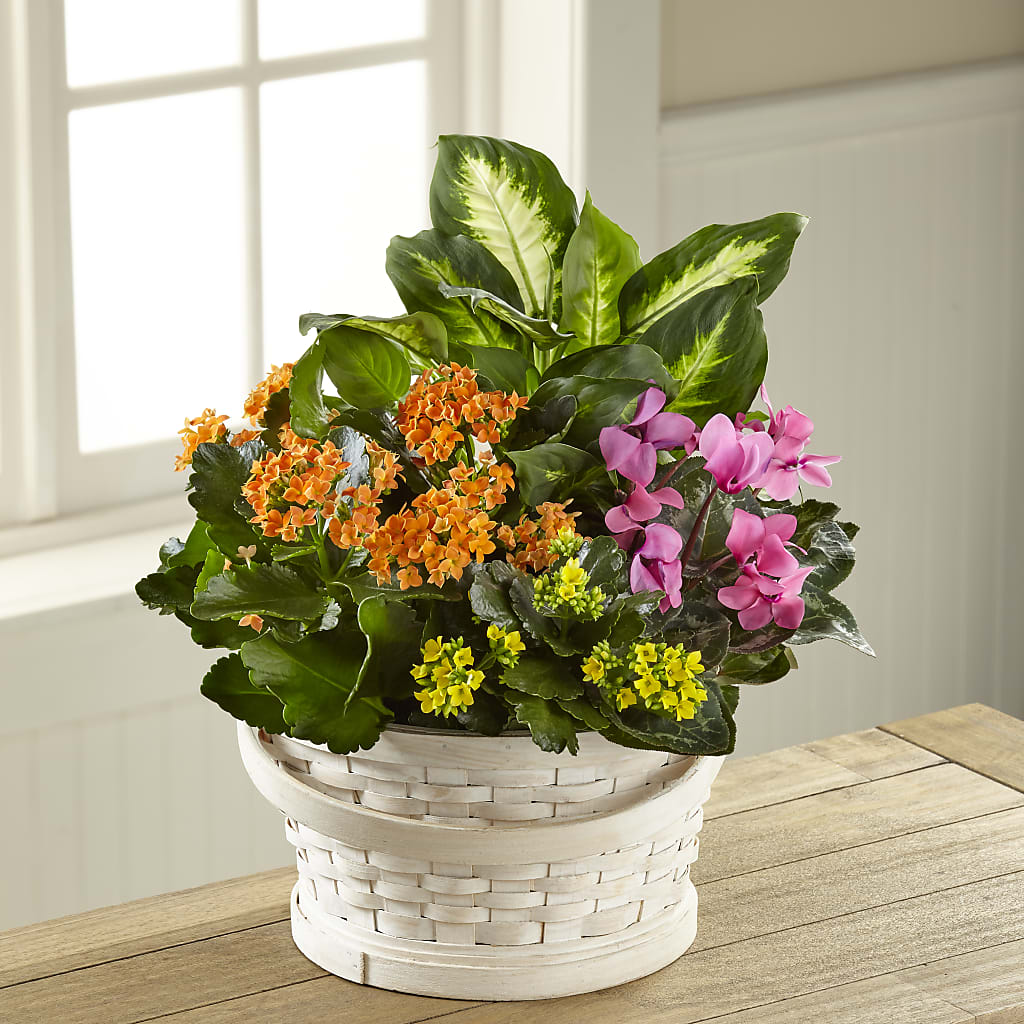 Color Crush Dishgarden – ANGEL'S FLOWERS AND GIFTS, San Jose CA