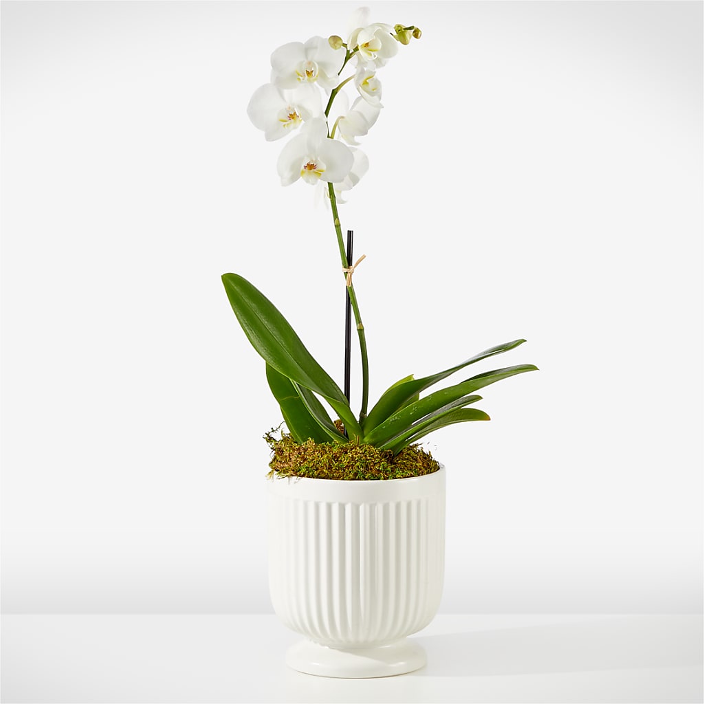Whispering White Orchid – ANGEL'S FLOWERS AND GIFTS, San Jose CA