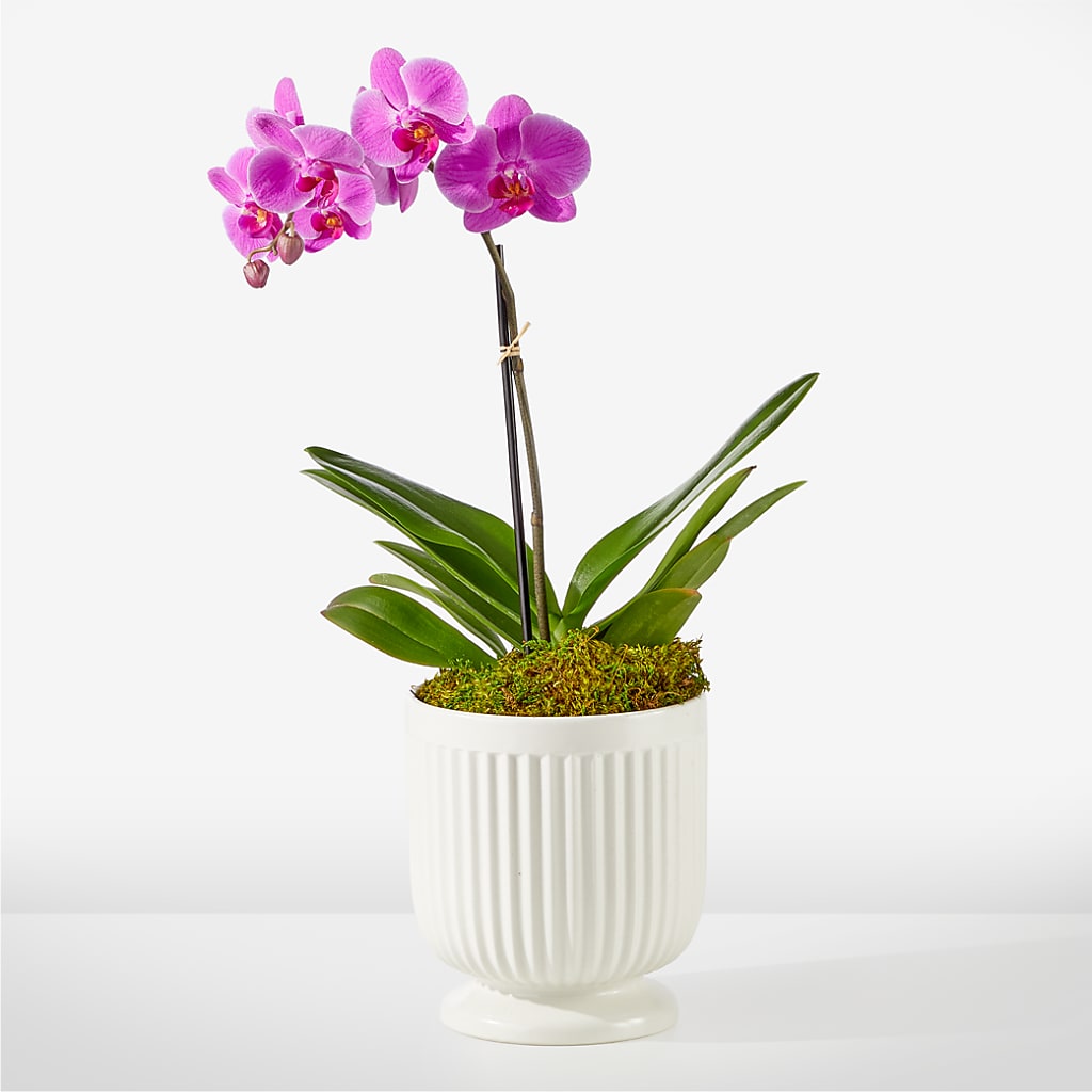 Friendly Fuchsia Orchid – ANGEL'S FLOWERS AND GIFTS, San Jose CA