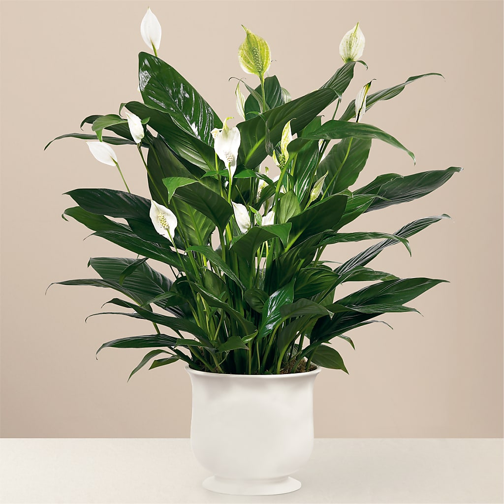 Comfort Planter – ANGEL'S FLOWERS AND GIFTS, San Jose CA
