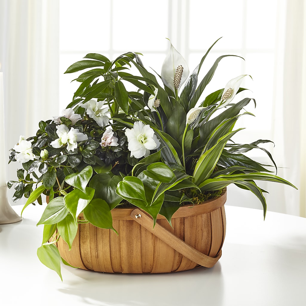 Serene Dishgarden – ANGEL'S FLOWERS AND GIFTS, San Jose CA