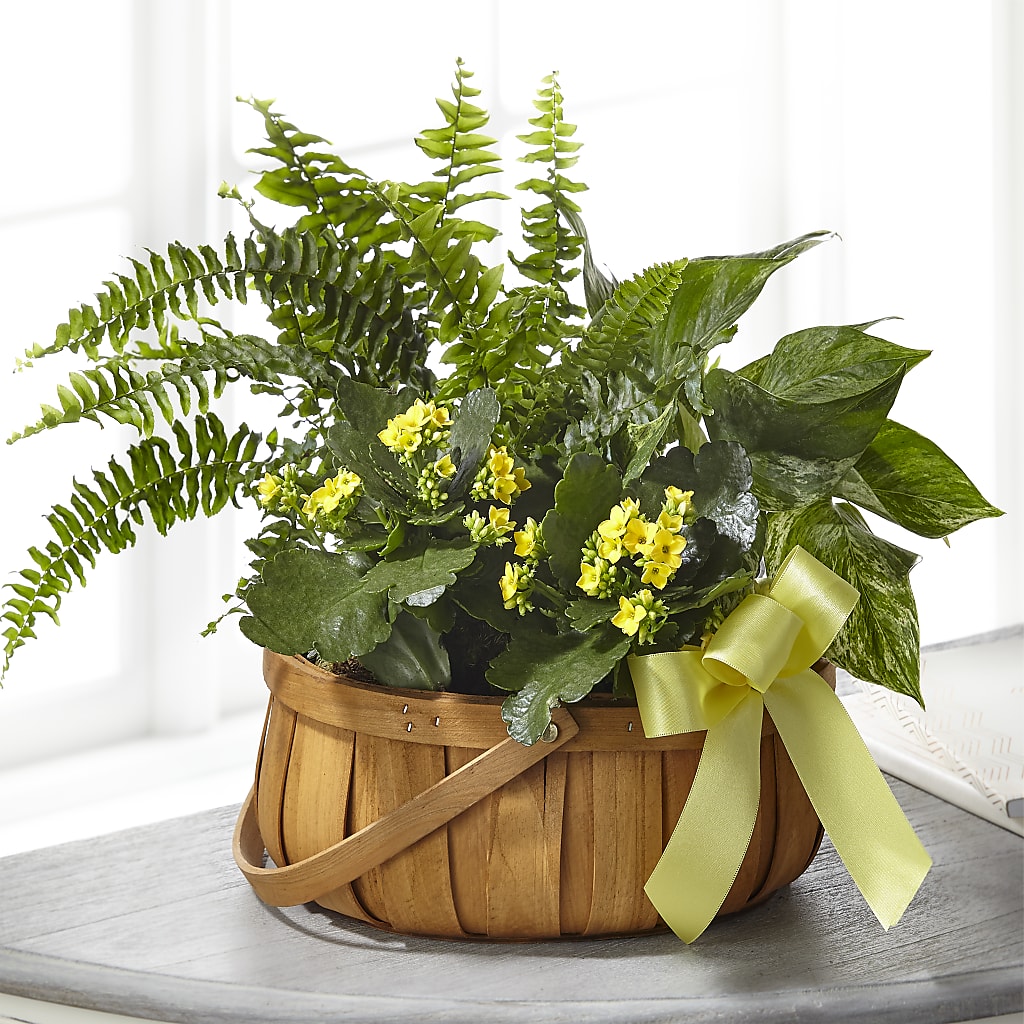 Always Dear Dishgarden – ANGEL'S FLOWERS AND GIFTS, San Jose CA