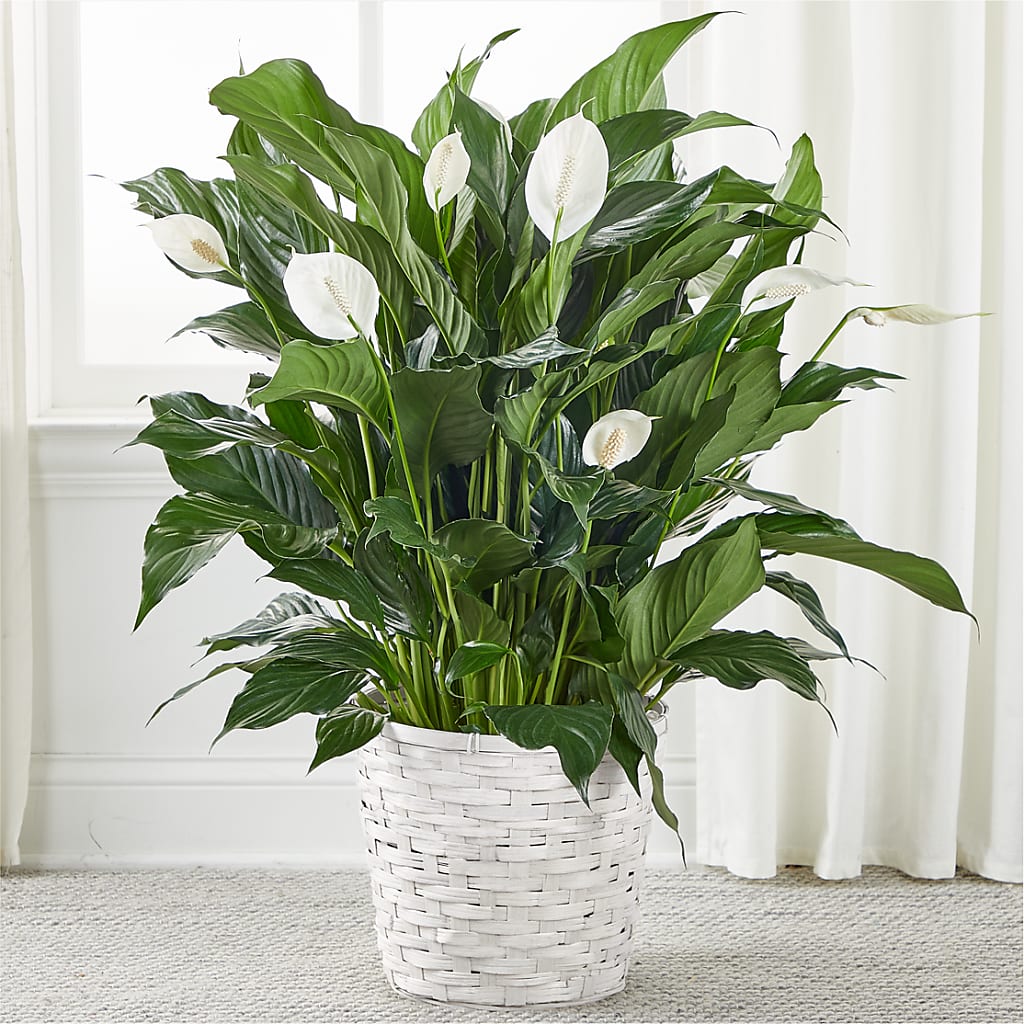 A New Leaf Peace Lily – ANGEL'S FLOWERS AND GIFTS, San Jose CA