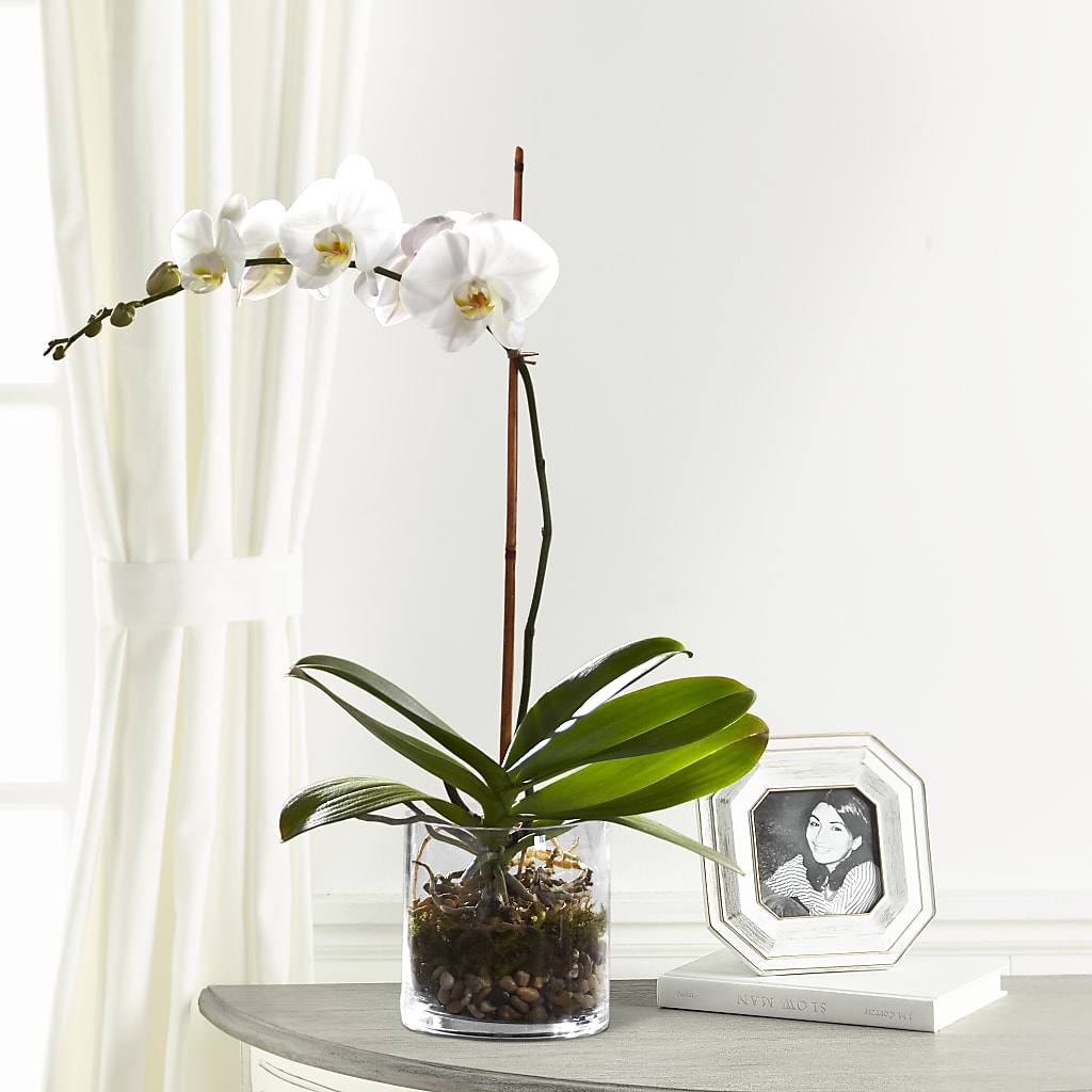 White Orchid Planter – ANGEL'S FLOWERS AND GIFTS, San Jose CA