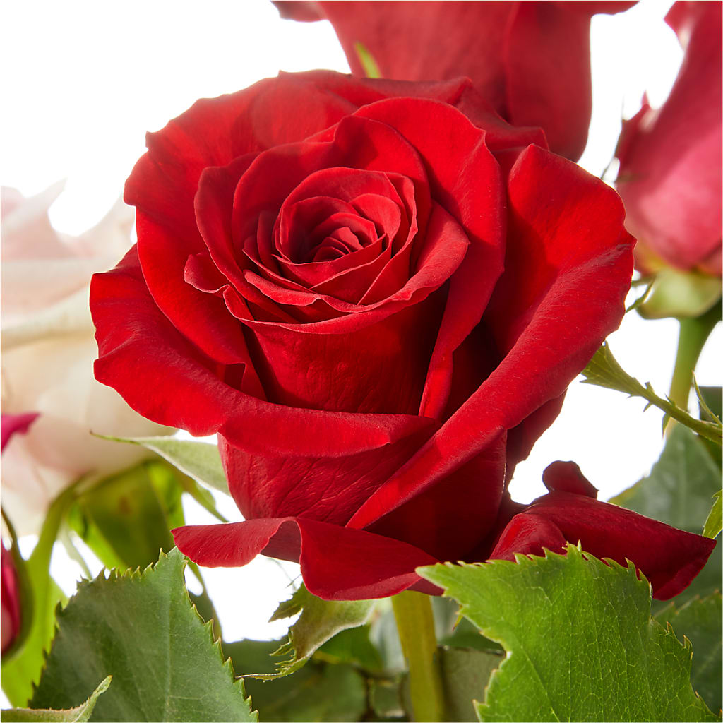 Love Notes Rose Bouquet – ANGEL'S FLOWERS AND GIFTS, San Jose CA