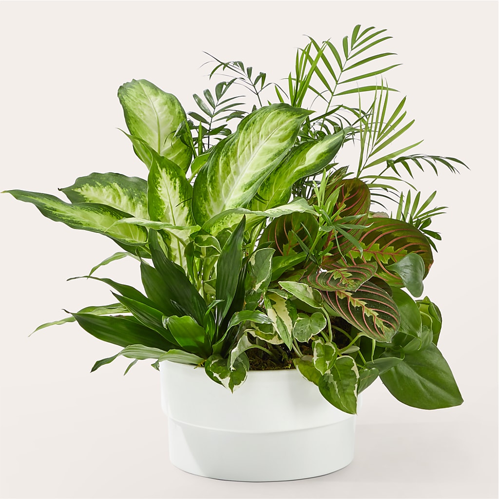 Radiating Positivity Dishgarden – ANGEL'S FLOWERS AND GIFTS, San Jose CA