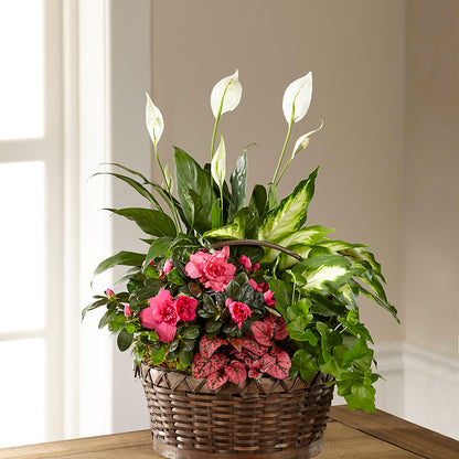 Dream in Pink Dishgarden – ANGEL'S FLOWERS AND GIFTS, San Jose CA