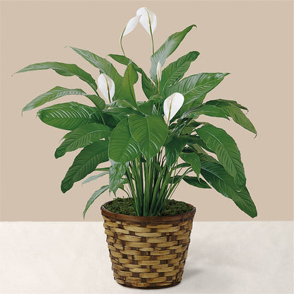 Tranquil Moments Peace Lily Plant – ANGEL'S FLOWERS AND GIFTS, San Jose CA