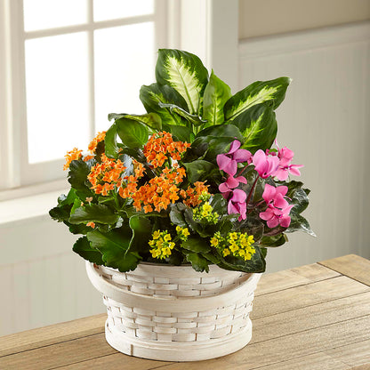 Color Crush Dishgarden – ANGEL'S FLOWERS AND GIFTS, San Jose CA