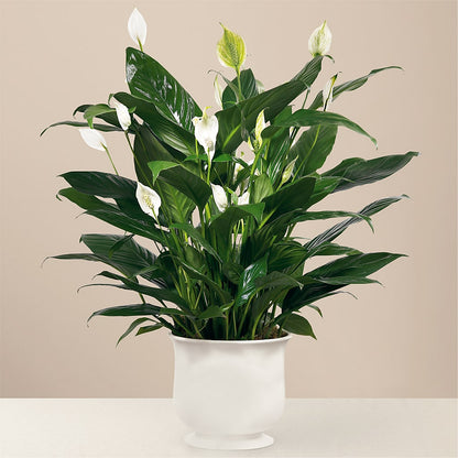 Comfort Planter – ANGEL'S FLOWERS AND GIFTS, San Jose CA