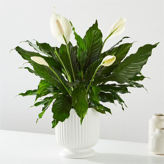 Comfort Planter – ANGEL'S FLOWERS AND GIFTS, San Jose CA