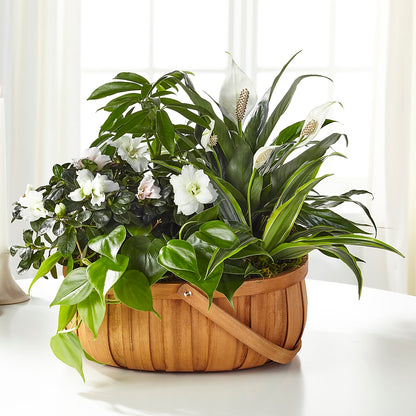 Serene Dishgarden – ANGEL'S FLOWERS AND GIFTS, San Jose CA