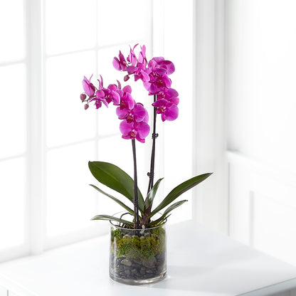Pink Orchid Plant – ANGEL'S FLOWERS AND GIFTS, San Jose CA