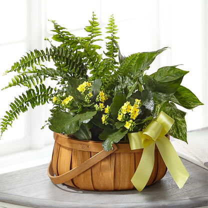 Always Dear Dishgarden – ANGEL'S FLOWERS AND GIFTS, San Jose CA