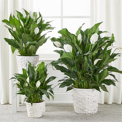 A New Leaf Peace Lily – ANGEL'S FLOWERS AND GIFTS, San Jose CA