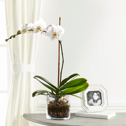 White Orchid Planter – ANGEL'S FLOWERS AND GIFTS, San Jose CA